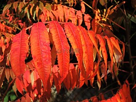 葉子,紅色,秋季