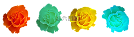 玫瑰,開花,玫瑰綻放