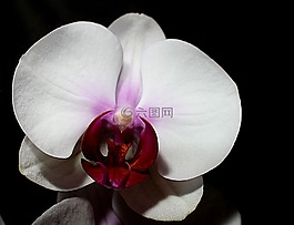 蘭花,花,植物區(qū)系