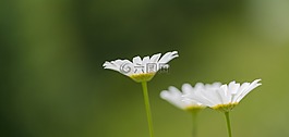 壁纸,绿色,花朵