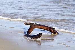 海,海灘,野生