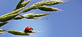 瓢蟲(chóng),耳,天空