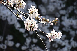 櫻桃,賞櫻花,鮮花