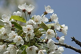 櫻花,春天,白花