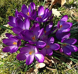 番紅花,春天的花朵,花卉