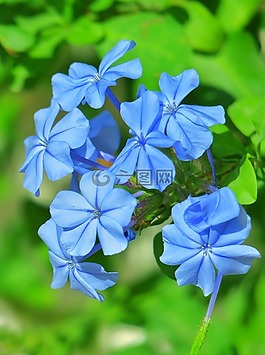 大自然,植物,花