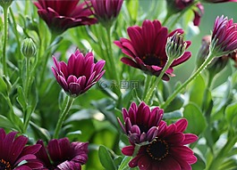 開花,花,關(guān)閉