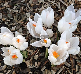 番紅花,白,花卉