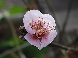 pflaum,开花,宏