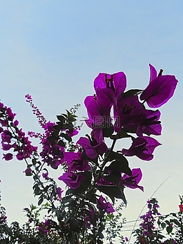 葉子花,廠,花