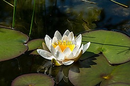睡蓮,花,水生植物