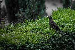 黑鳥,鳥,自然