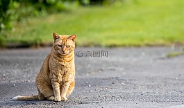 貓,路,動物