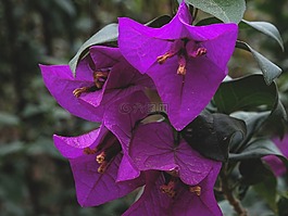 開花,花,葉子花