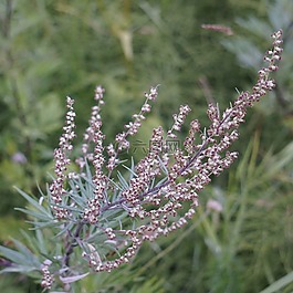 艾蒿,艾,花粉過敏