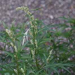 艾蒿,艾,花粉過敏