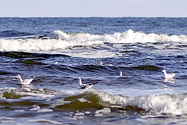 海,海浪,海鷗