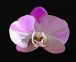 蘭花,數(shù)字,石油