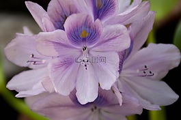 兰花,紫色的花,莲花