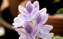 兰花,紫色,莲花