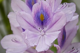 兰花,紫色,莲花
