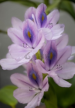 兰花,紫色,莲花
