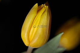 花,郁金香,黃色