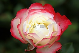 玫瑰,植物區(qū)系,花