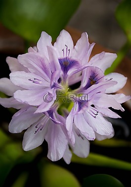 蘭花,紫色,性質(zhì)