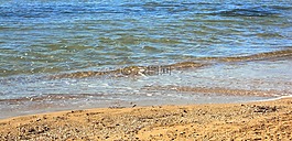 海灘,海,假期