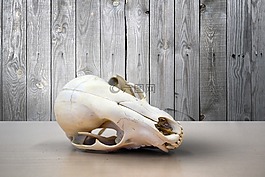 頭骨,死亡,浣熊