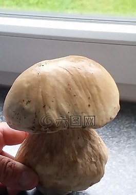 臨時選舉委員會,蘑菇,森林