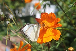 花,蝴蝶,性質(zhì)