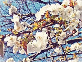 櫻花,鮮花,天空