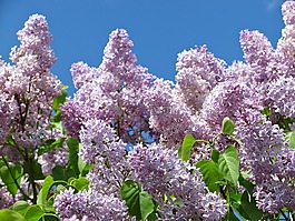 丁香,顏色,開花