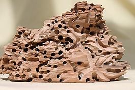 木,schiffsbohrwurm,漂流物