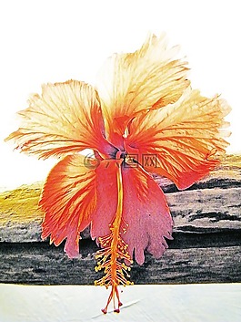 花,本機,植物區(qū)系