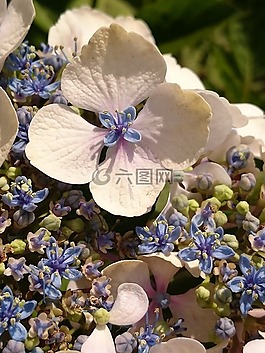 繡球,花園,夏天