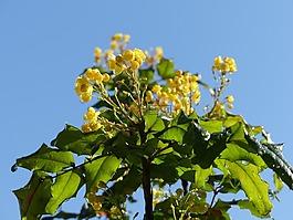 冬青樹,盛開,開花