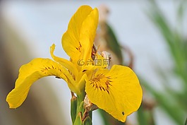 百合,黃色,花園