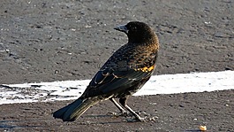 黑鳥,鳥,野生動(dòng)物