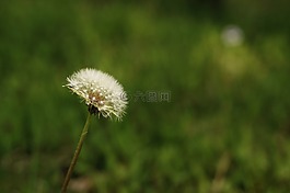 鮮花,春天,宇宙