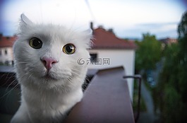 猫,池,粉红色的鼻子