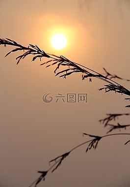 日落,日出,種子