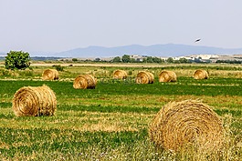 土地,原野,農(nóng)業(yè)