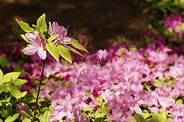 鮮花,春天,宇宙