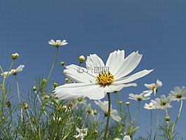 花,cosmos,開花