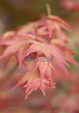 橙色,植物,特寫