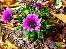 花,植物區(qū)系,盛開