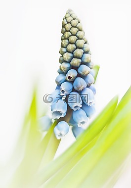 muscari,藍(lán)色,穆斯卡里